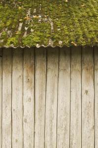 Close-up of a moss covered tin roof